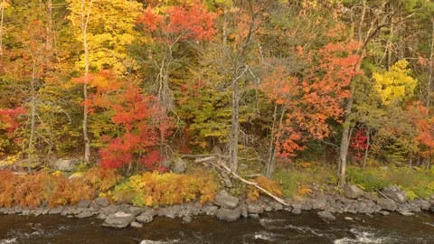 Slow sideway drifting drone shot of forest in fall on edge of flowing river Video stock 119218932