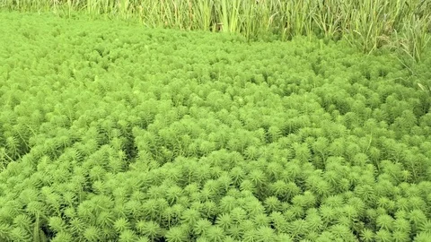 Slow sideways move. Drone hover over small water pond with Parrot Feather (My Video stock 95544716