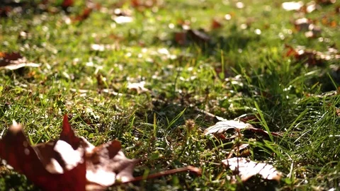 Slow slide over some fall leaves sitting in the autumn meadow Stock Footage 80326170