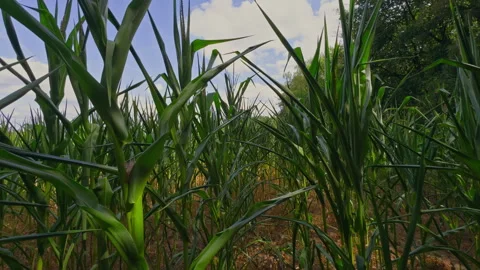 Slow Slide Over Young Maize Plants Growing in Agricultural Field Under Blue Sky Stock Footage 342347568