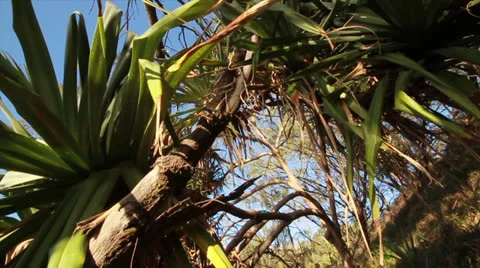 A slow slider of Australian native plants Stock Footage 24791485