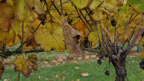 Slow slider close fall vinyard Stock Footage 97818518