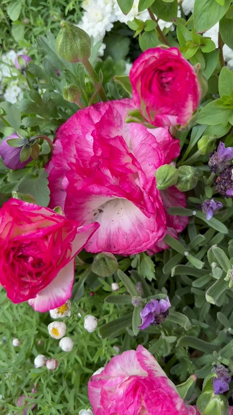 Slow slider shot of red and pink ranunculus flowers in various shapes Stock Footage 334139026