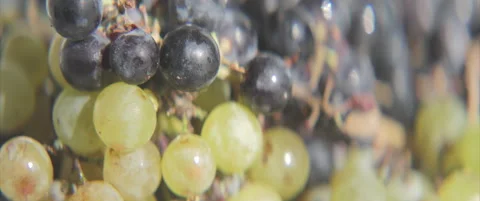 Slow sliding on mixed grape clusters anamorphic 4K video Stock Footage 317288943