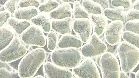 Slow Sliding Organic Cells Stock Footage 10752824