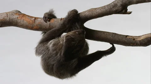 Slow sloth turns to crawl away on branch - isolated on white background - Stock Footage 239059000