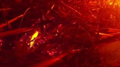 Slow Smoldering Fire on The Dry Grass in The Darkness Closeup 스톡 동영상 74854094