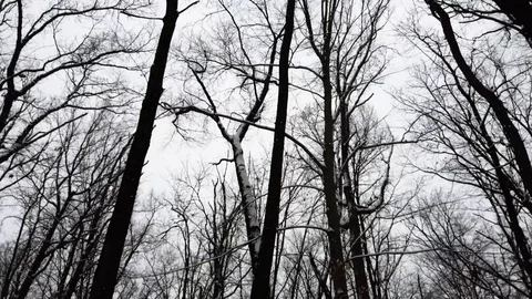 Slow Smooth Pan Across Treeline in Snowy Winter Forest Stock Footage 102749138