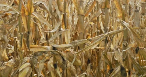 Slow smooth pan of fall corn stalks in field Video stock 68788642
