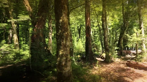 Slow smooth through green forest glade of New Zealand Stock Footage 34340030