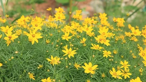 A Slow smooth tracking shot along a patch of yellow flowers &amp; Bees Vídeo Stock 76842591