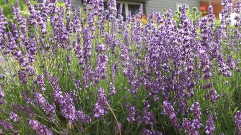 A Slow smooth tracking shot along a patch of lavender flowers &amp; Bees Video stock 76843180