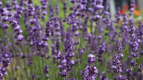 A Slow smooth tracking shot along a patch of lavender flowers &amp; Bees Video stock 76893498