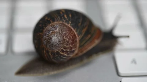 Slow snail crawling on computer keyboard Stock Footage 136141064