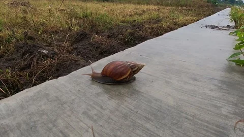 Slow Snail Crawling on Rice Field Edge – Atmospheric Rural Detail Shot Stock Footage 321103563
