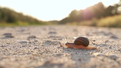 Slow snail crossing a path at sunset macro Stock Footage 95540397