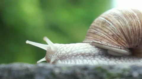 Slow snail Stock Footage 22413299