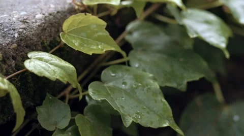 Slow snail Stock Footage 58934423