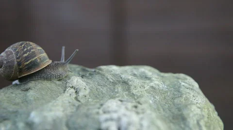 Slow snail, Real time Stock Footage 352071