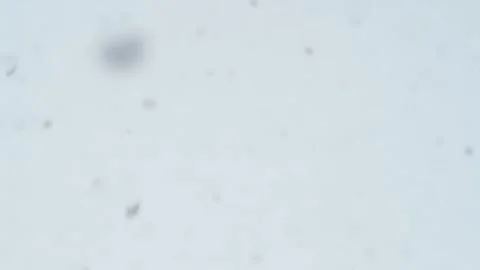 Slow snow falling from above Stock Footage 318032614