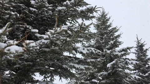 Slow Snowfall Vídeo Stock 88301018