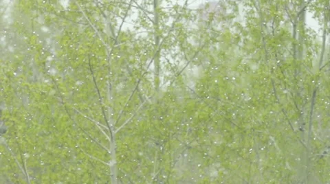 SLOW: Snowfall in a summer Stock Footage 62827969