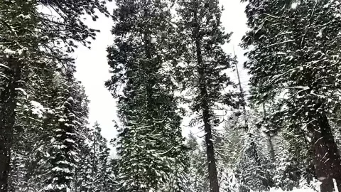 Slow Snowfall Through Pine Trees in Winter Forest Stock Footage 320186745