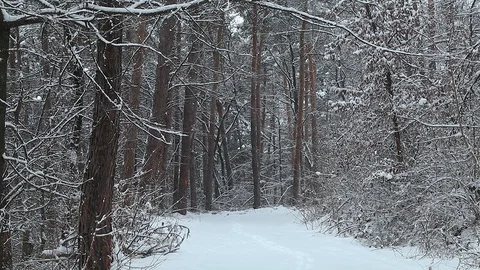 Slow snowfall in the woods Stock Footage 85701019