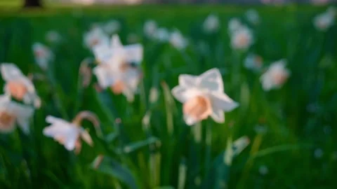 Slow soft focus daffodils in green spring park meadow Stock Footage 335403726