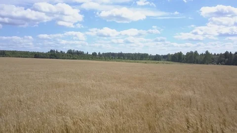 Slow speed fly over windy wheat harvest on sunny day Stock Footage 78739857