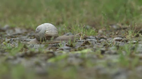 Slow speed - HD Видео 24065380