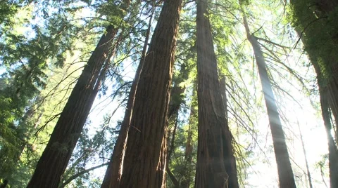 Slow Spin of Trees in a Forest 動画素材 1078271