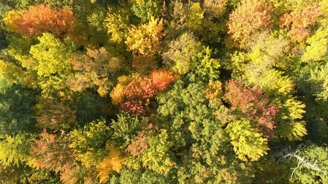 Slow steady drifting drone shot filming fall forest vertically on bright day Stock Footage 119177076