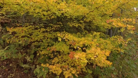 Slow steady lifting shot of colored tree during fall season in Canada Video stock 119221566