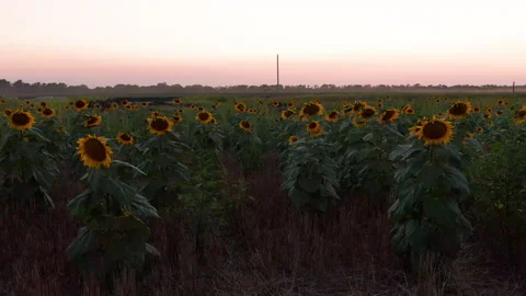 Slow Steady Push Towards Rural Sunflower Field at Sunset Video stock 138854510