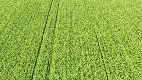 Slow straight flight over young plantation, vibrant warm green colors Stock Footage 157732236