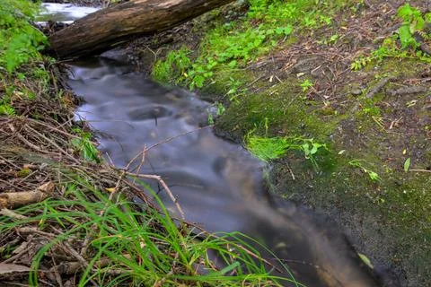 Slow stream flows through forest undergrowth Stock Photos