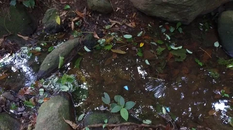 Slow stream 스톡 동영상 84443566