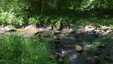 Slow stream in forest with birds singing Stock Footage 292227806