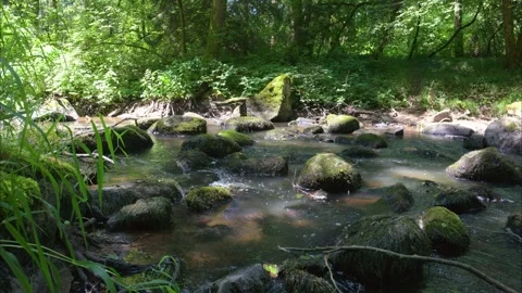 Slow stream in forest with birds singing Stock Footage 293785946
