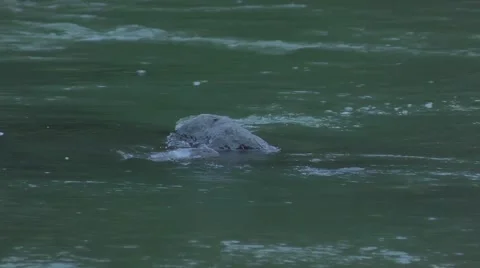 Slow Stream of Water with a rock Video stock 68998340