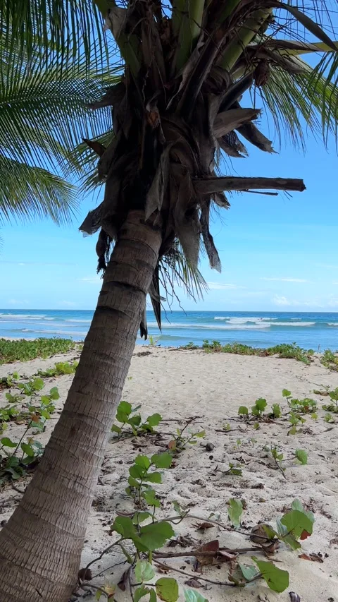 Slow stroll and pan from trees to waves Barbados, Caribbean Stock Footage 335296439