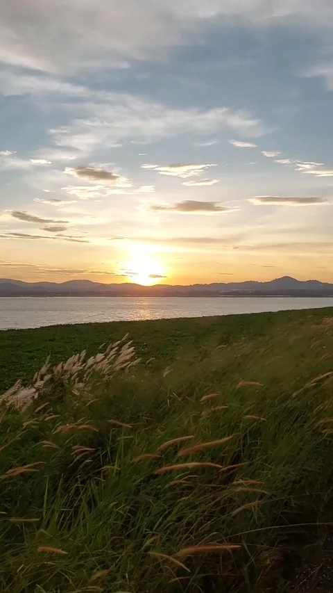 Slow The strong wind blows the grass tops and shakes the beautiful blue sky Stockbeeldmateriaal 257569737