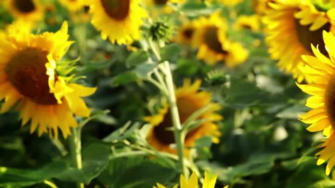 Slow succulent sunflowers Stock Footage 106460523