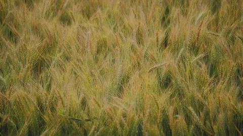 Slow Swaying Wheat Field in Warm Light Stock Footage 334012159