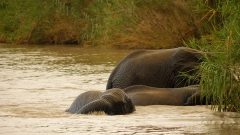 Slow: Three adolescent elephants splash, swim and play in deep river water Stock Footage 105764555