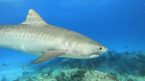 Slow Tiger Shark Stock Footage 170954079