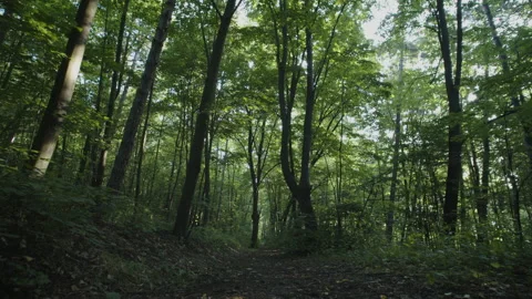 Slow tiling on tall foret trees 4K video Stock Footage 200919292
