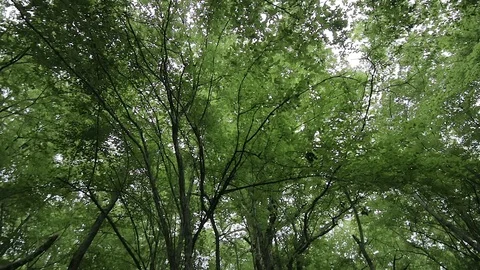 Slow tilt of dark forest with trees trunks with moss. Wide angle shot. Video stock 76890672