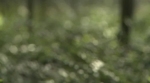 Slow tilt down and pan on growing ferns Stock Footage 59703387